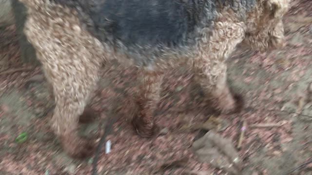 Welsh Terrier Greets Careful Cat