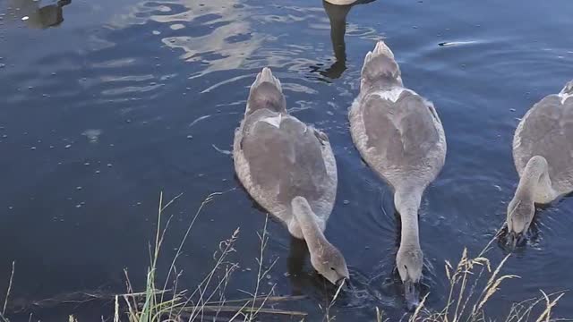 Beautiful find white swans