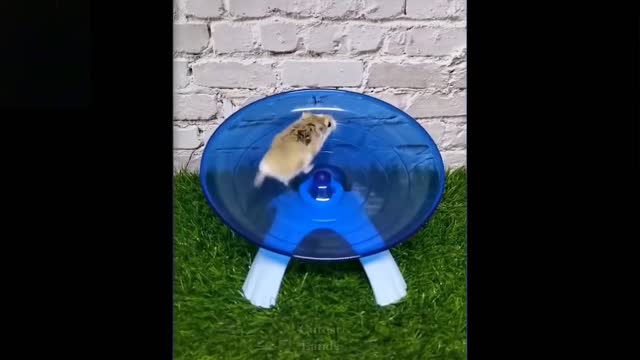 Cute and funny little pets