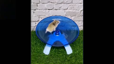 Cute and funny little pets