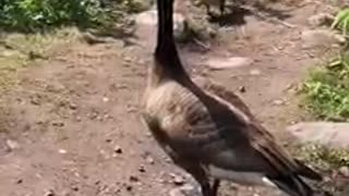 Ducks enjoying the day