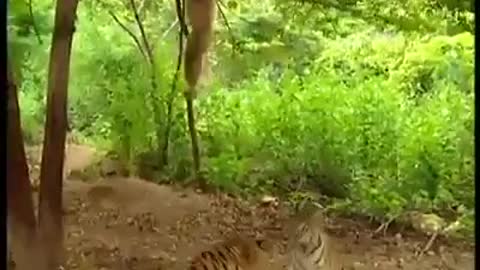 Tiger vs Monkey