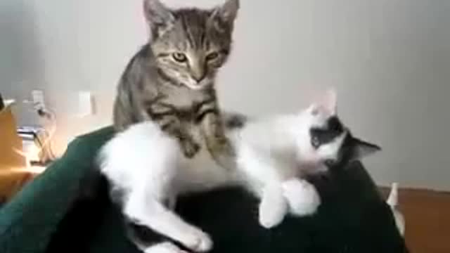 Funny cats massage