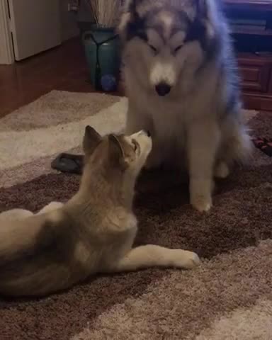 Malamute de Alaska y cachorro hablan entre sí