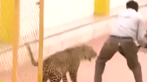 leopard attacking people very scary