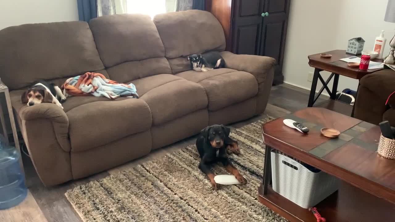 A Rot, a Beagle, and a pincher. All in big trouble for rough housing in the house.