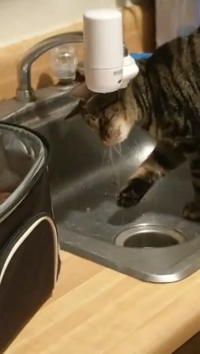 Gato bebiendo de la canilla termina en una épica falla