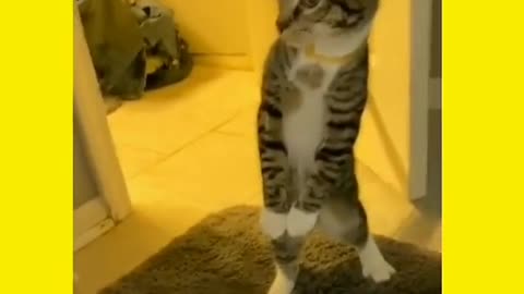 Cute kitten gets a little scare