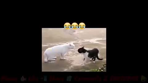 Animal fight😁