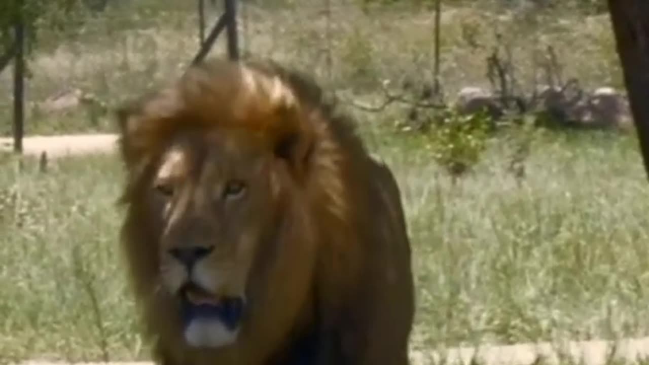 Lion - Fascinating Facts About Lions: Secrets of the King of the Jungle #lion #animals #wildanimals