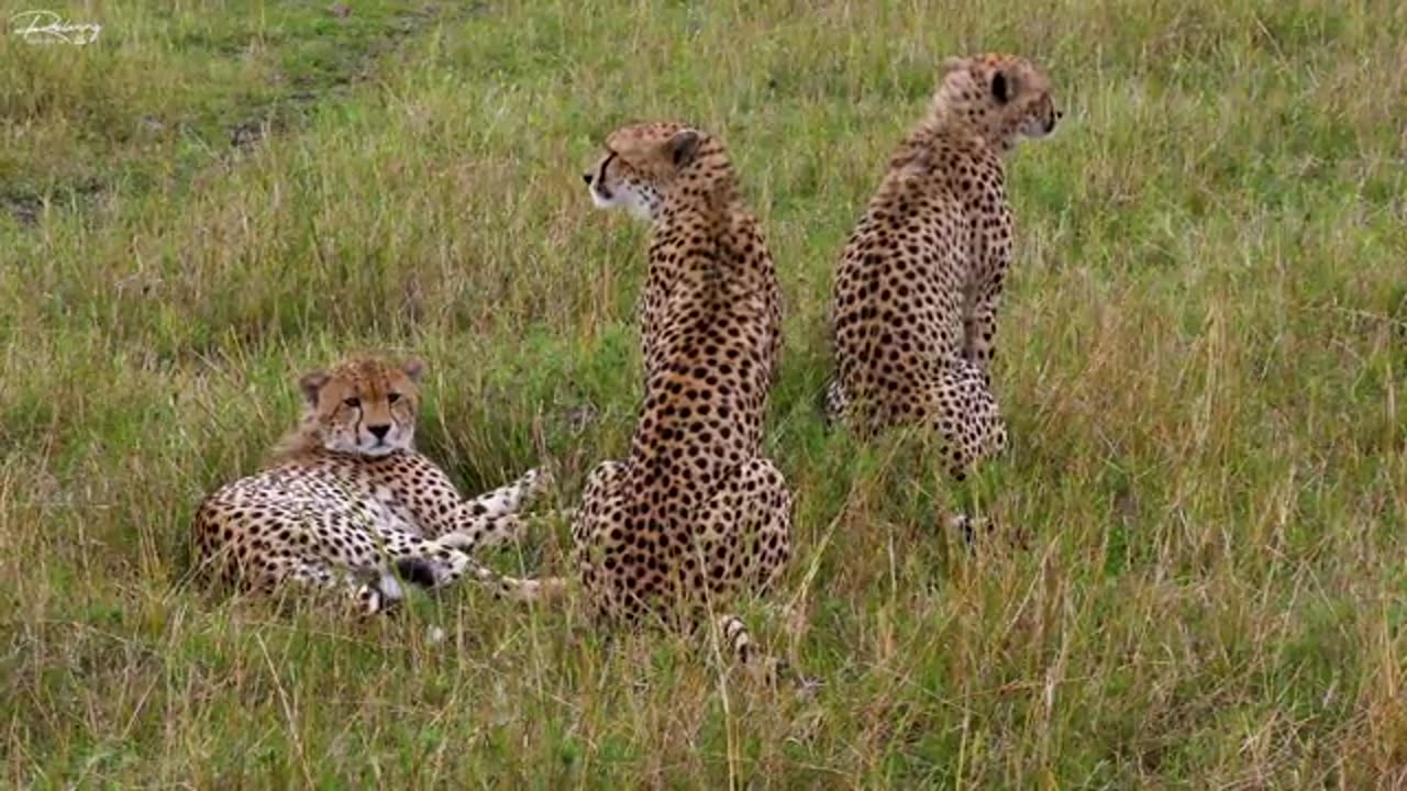 African Wild Life - Most Amazing Animal Encounters In Kwazulu-Natal With Real Sounds