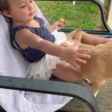 Chiquaqua puppy wants to eat babygirl cookies