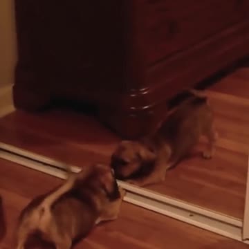 DOGS VS MIRRORS. dogs vs mirror 2017