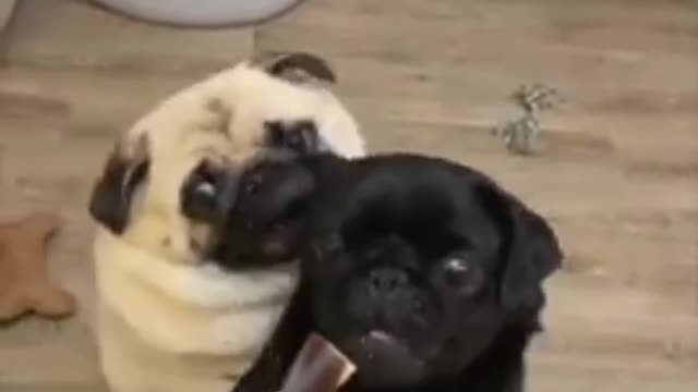 Rumble.com / How To Crazy Dogs 🤑 crazy dogs 😍 how to create cheap dog 🤣 crazy dogs carniva