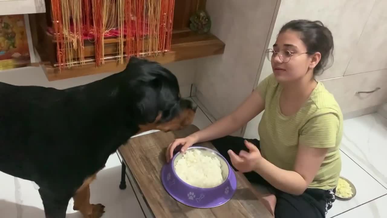 She love Thor more than me: Watch how & what Homemade dog food we give Thor in Summer's 100% Result