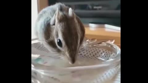 Squirrel with bulging cheeks