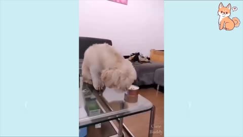 dogs being funny compilation