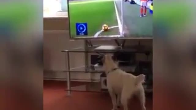 Dogs these days no coment 😅😅😅😅