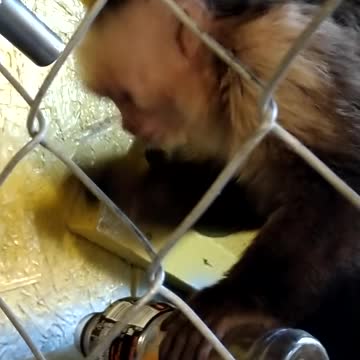 Capuchin monkey finds clever way to drink from bottle
