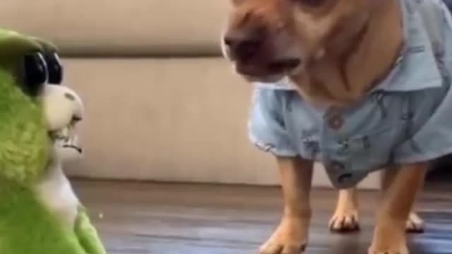 Try not to laugh funny animals #shorts