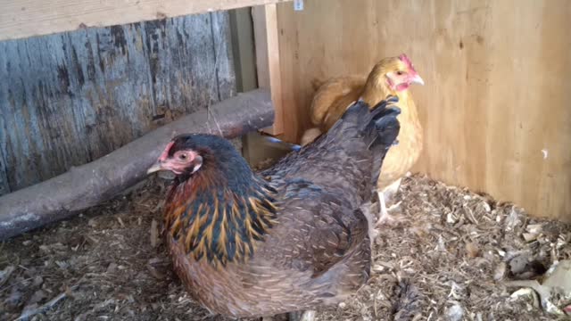 Rescued Hens enjoy their new home!