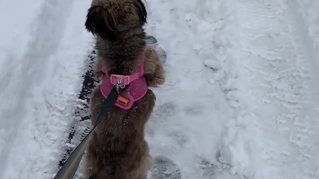 Sheltidoodle’s First Big Snow Storm