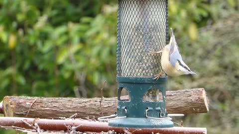 nuthatch