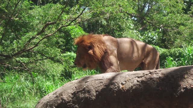 Lion Standing on a Rock waiting for right time to attack his target