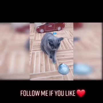 The funny lucky cat 🐈