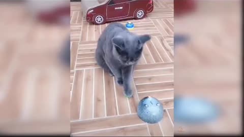 The funny lucky cat 🐈