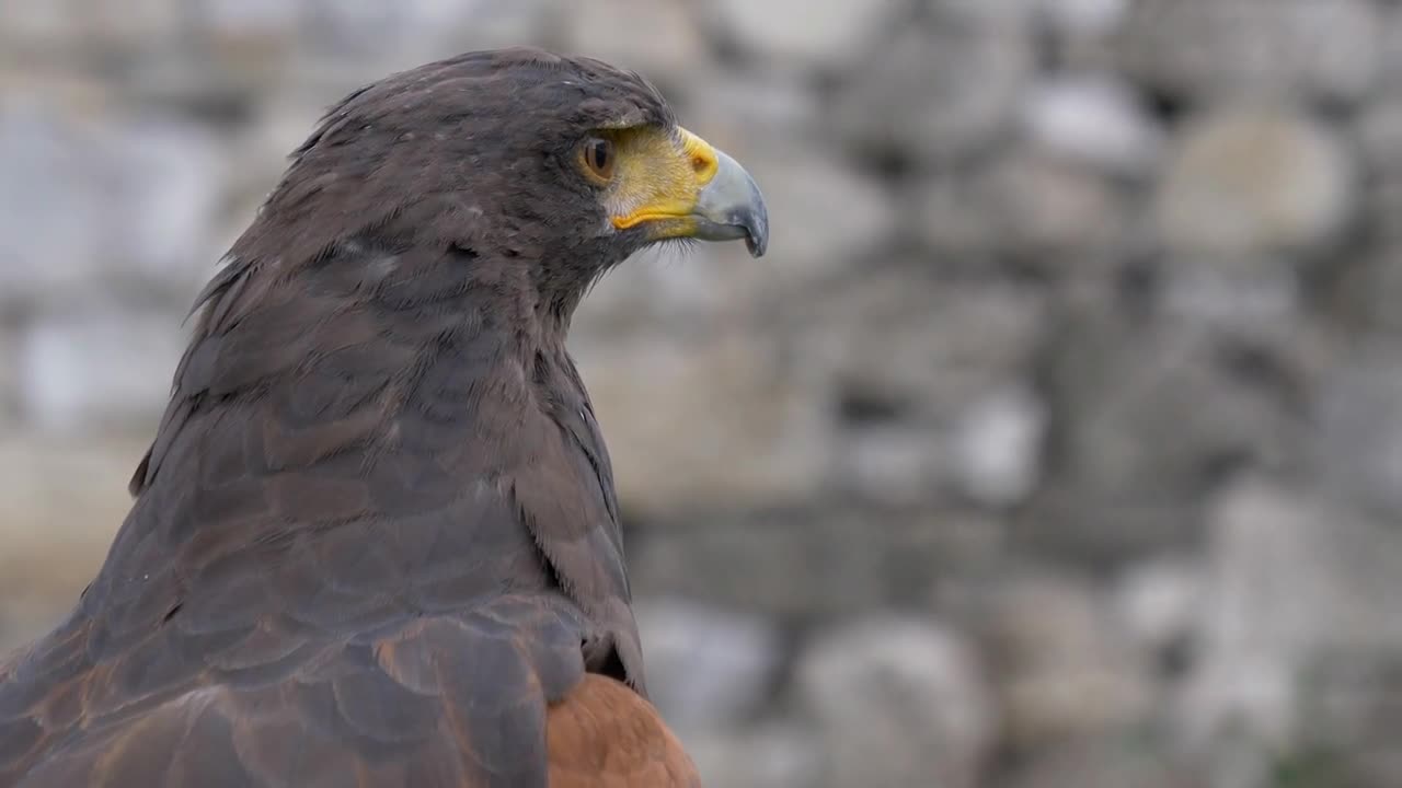 A Harris Hawk portrait