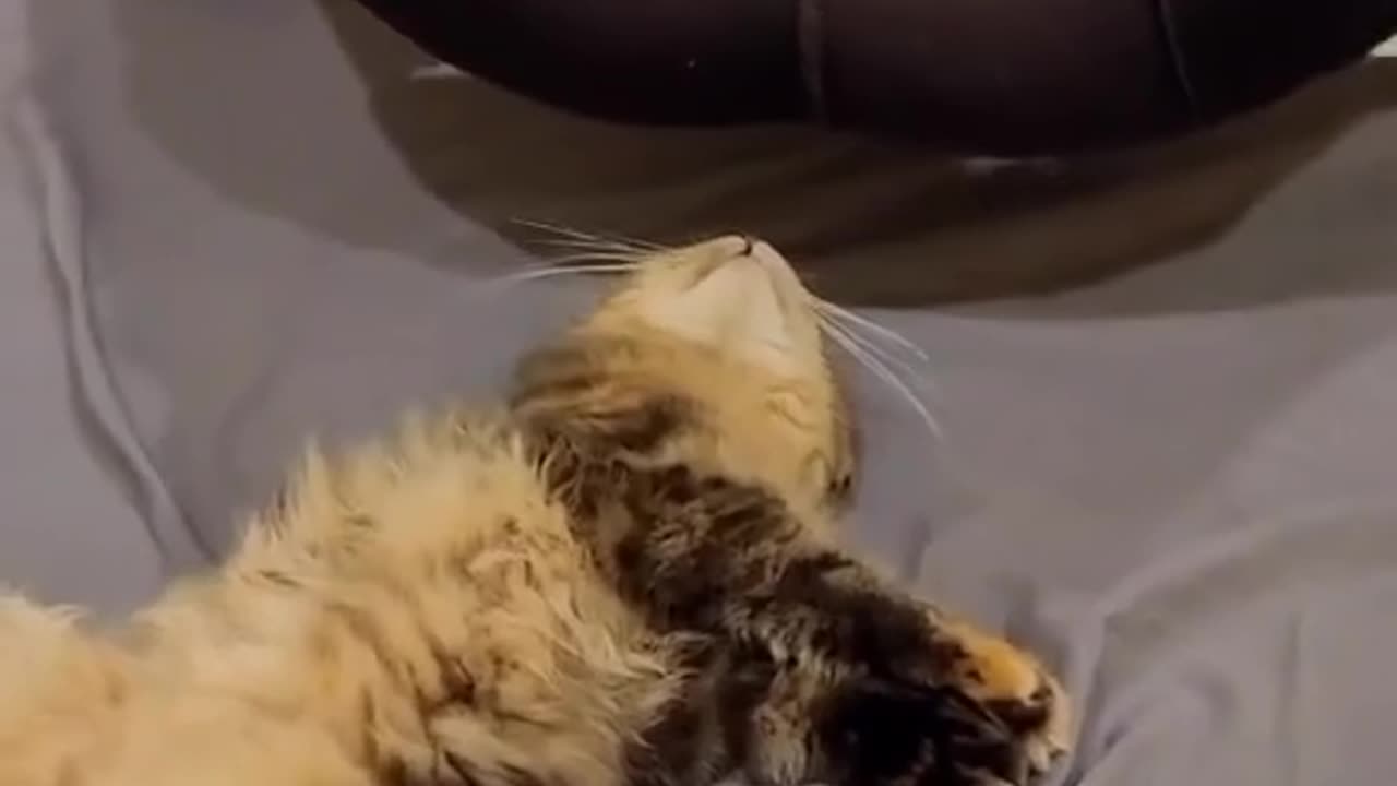 funny cat video