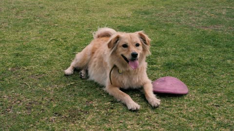 Dog in rest