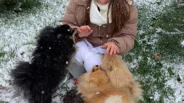woman playing with the dogs during snow fall