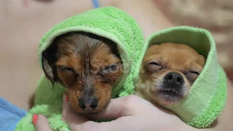 Two different dogs are very funny to dry up after a shower.