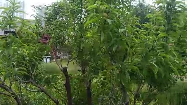 The tree is full of peaches