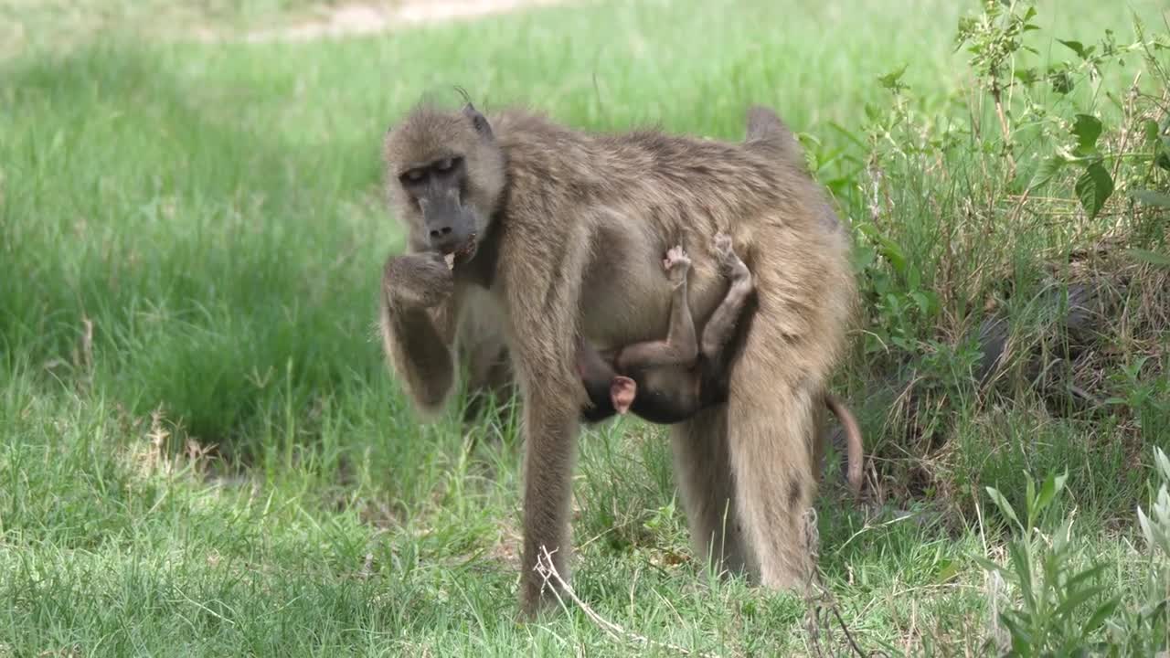 Baboon with baby eating seeds on a grass field