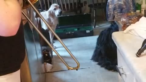 Dogs howling trombone