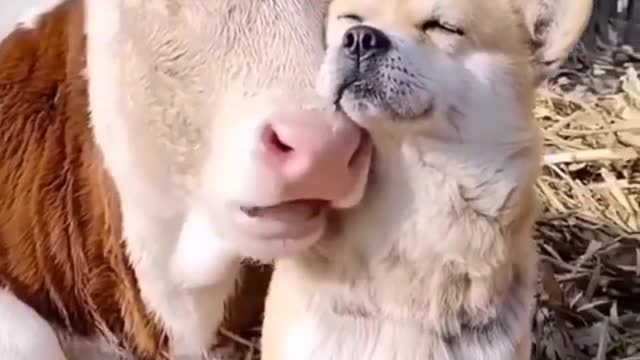 COMPILADO DE SITUAÇÕES ENGRAÇADAS DE ANIMAIS!!