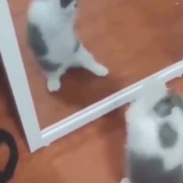 PETS NEVER LIE ABOUT LOVE-46 #shorts