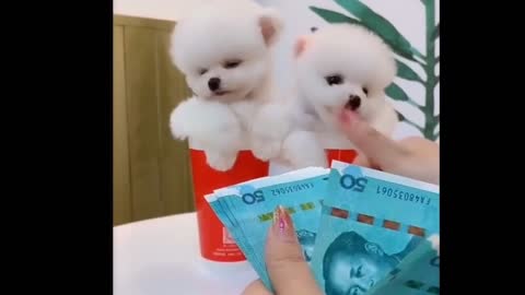 two cute pomeranian puppy