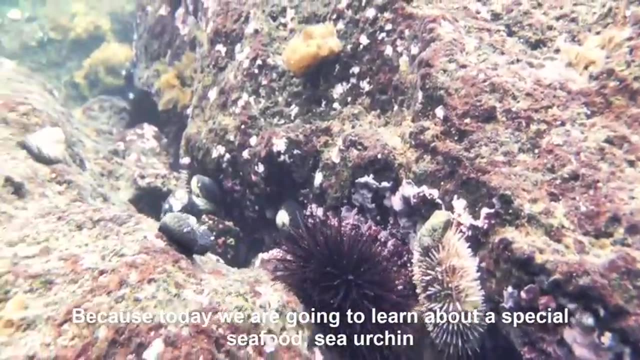 Japan Sea Urchin Farming - Sea Urchin Harvest and Processing - Sea Urchin Raising indoor