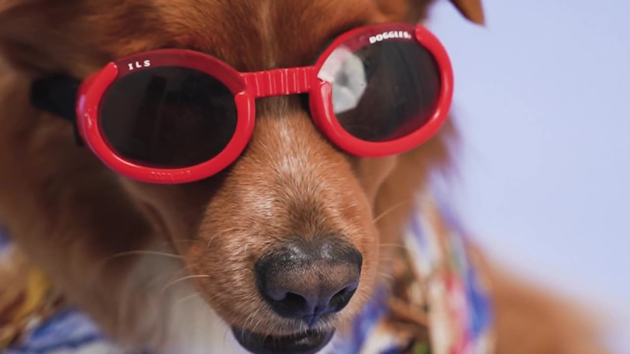 A dog with red sunglasses