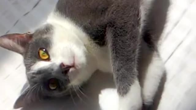 Cat Tries To Be CUTE_ funny cats video