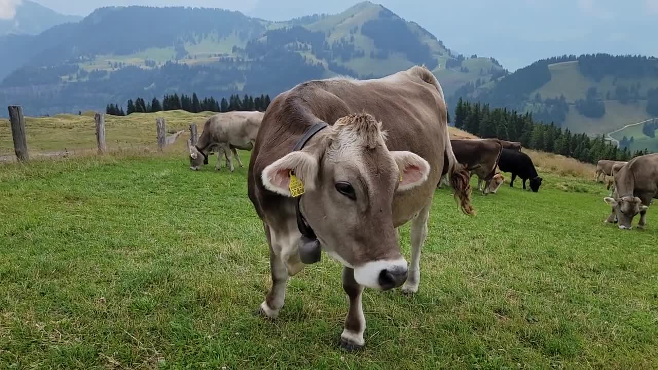 Switzerland - Mount Rigi