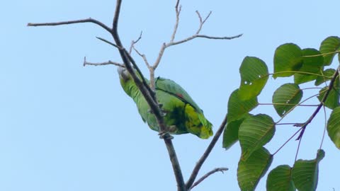 View of a green parrot perched on a tree branch