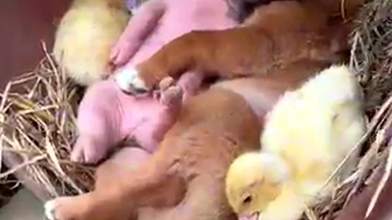 How a Dog, a Pig, and Ducklings Can Sleep Together 💤