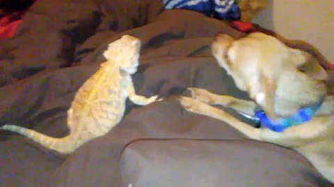 Chihuahua barking at bearded dragon