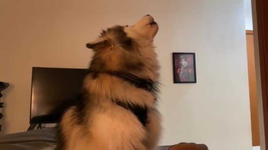 Husky howls louder each time squeaky toy makes noise