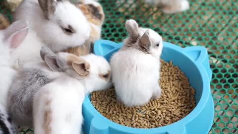 Very cute bunnies! ♡